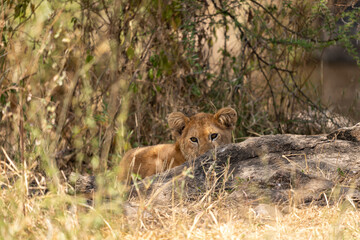 cute lion cub in the savannah