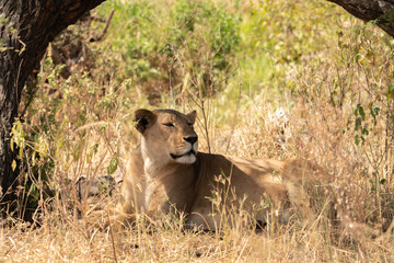 Naklejka premium lioness in the grass