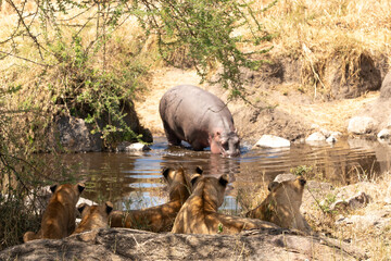 Lions stalking a Hippo