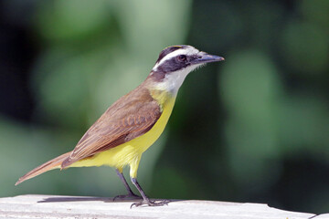 Great Kiskadee (Pitangus sulphuratus) perched on the gorund