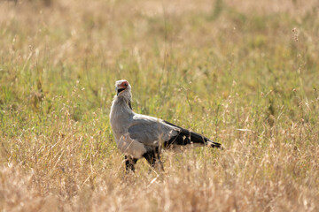 Secretary Bird in the Grass