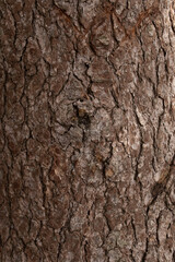 picture of a cedar tree textured pattern close-up