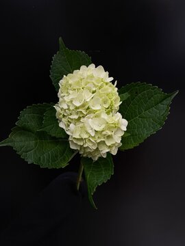 green hydrangea flower bloom on black