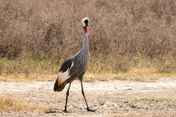 Grey crowned crane walking on the ground