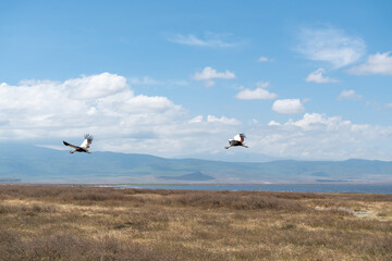 Grey crowned crane
