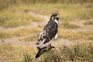 Majestic Hawk Standing on Grass in the Wild