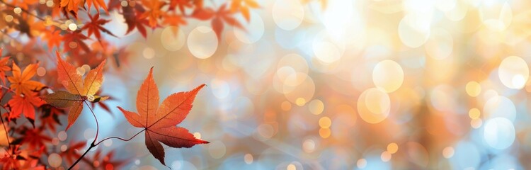 Fototapeta premium Autumn Maple Leaves in Sunlight