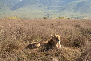Lioness in the Grass