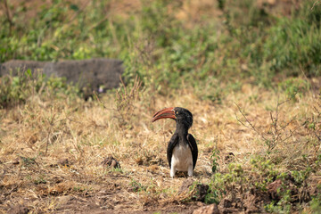 Hornbill in the Grass