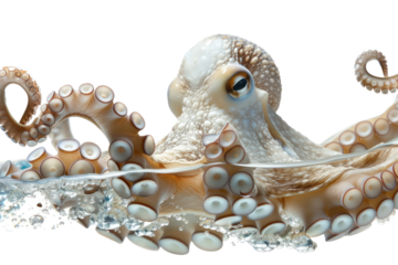 Giant squid explores coral reefs Isolated on white background.