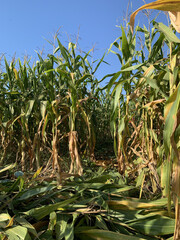 Golden Harvest: Cornfields at Their Peak