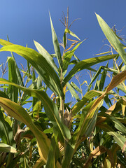 Golden Harvest: Cornfields at Their Peak