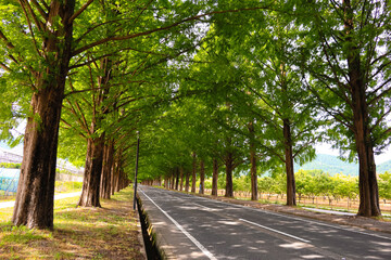 Fototapeta premium The trees boast vibrant green foliage