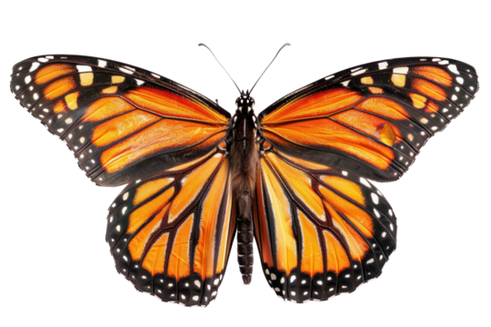A fully spread monarch butterfly with intricate orange, black and white patterns, isolated on a white background.