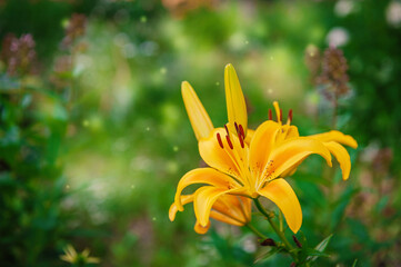 Vibrant yellow lilies bloom amidst lush greenery. The macro shot captures delicate petals and prominent stamens