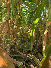 Golden Harvest: Cornfields at Their Peak