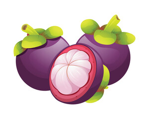 Fresh mangosteen fruit whole and half cut. Vector illustration isolated on white background