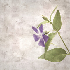 square stylish old textured paper background with blue  Vinca major, bigleaf periwinkle