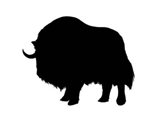 Silhouette image of muskox isolated 