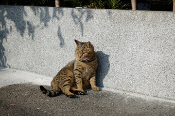 陽だまりの中で、くつろぐ猫