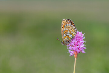 Naklejka premium orange dotted butterfly on pink flower, Ocellate Bog Fritillary, Boloria eunomia