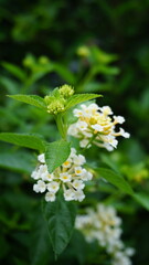 White Lantana Flowers in Full Bloom