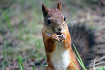 a red squirrel in a summer and autumn park. taken in close-up in a natural environment