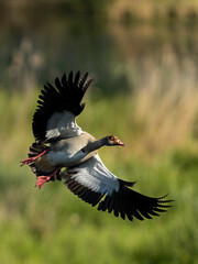 Nilgans im Flug