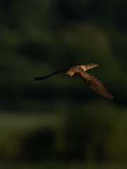 Kuckuck (Weibchen) fliegend