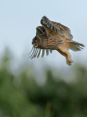 Junge Waldohreule im Flug