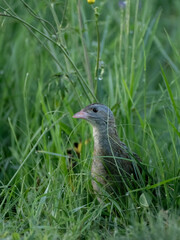 Wachtelkönig (Männchen)