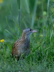 Wachtelkönig (Männchen)