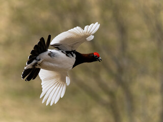 Moorschneehuhn (Männchen)