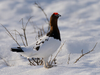 Moorschneehuhn (Männchen)