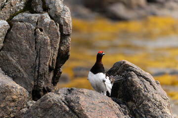 Moorschneehuhn (Männchen)