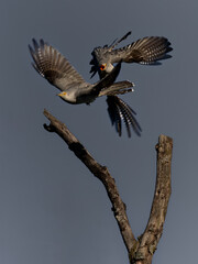 Männliche Kuckucke im Luftkampf