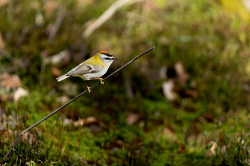 Sommergoldhähnchen