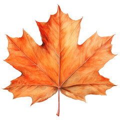 Fototapeta premium dry maple leaf in fall autumn leaves weather warm picnic vacation in park natural tree environment sadness aesthetic holidays oak golden outdoor red watercolor cilpart