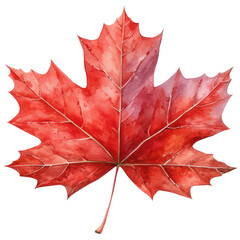 Fototapeta premium dry maple leaf in fall autumn leaves weather warm picnic vacation in park natural tree environment sadness aesthetic holidays oak golden outdoor red watercolor cilpart