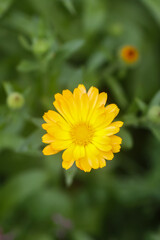 Bright flowers of Calendula officinalis medical plant.