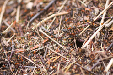 Anthill in a wild forest.