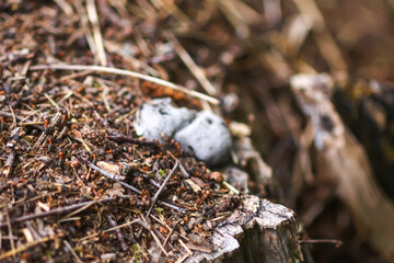 Anthill in a wild forest.