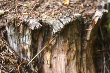 Anthill in a wild forest.