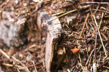 Anthill in a wild forest.