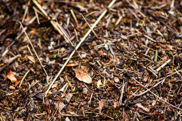Anthill in a wild forest.