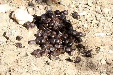 Fresh wildebeest scat near a waterhole in Kgalagadi. I observed the animal defecating then moved directly there to take this photo.