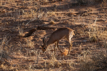 Steenbok (Raphicerus campestris) near Twee Rivieren in Kgalagadi Reserve, Kalahari, South Africa