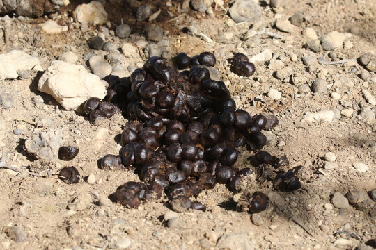 Fresh wildebeest scat near a waterhole in Kgalagadi. I observed the animal defecating then moved directly there to take this photo.