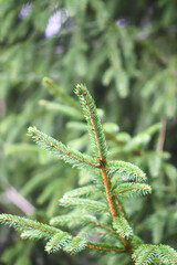 Fir-trees in a wild forest. Summer season.