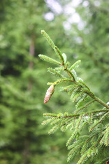 Fir-trees in a wild forest. Summer season.